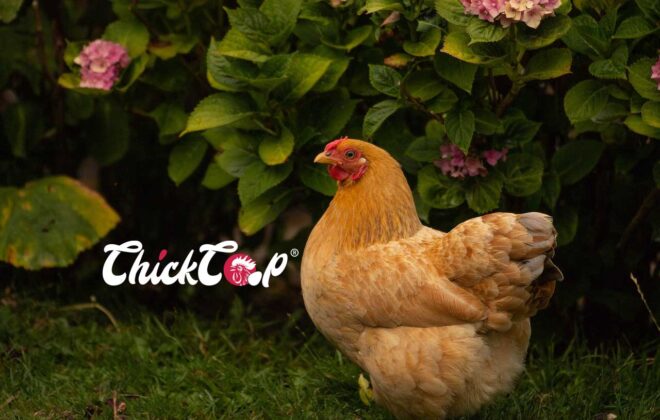 Orpington Chickens ChickCoop