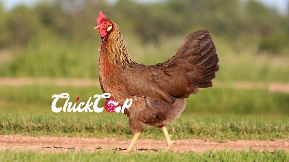 Penedesenca chicken-breed