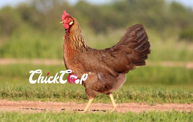 Penedesenca chicken-breed