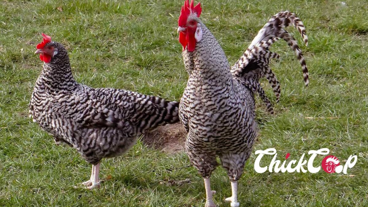 Plymouth Rock chicken