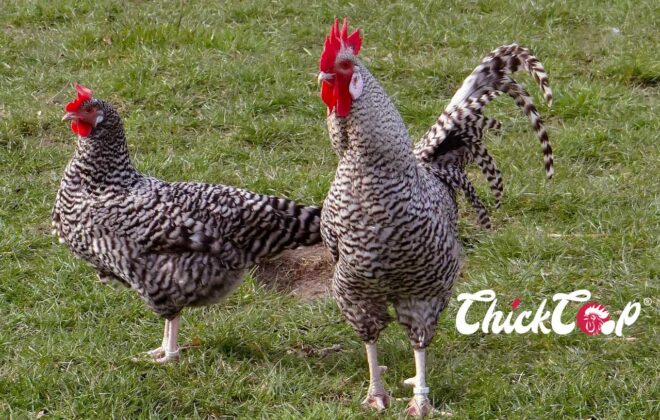Plymouth Rock chicken