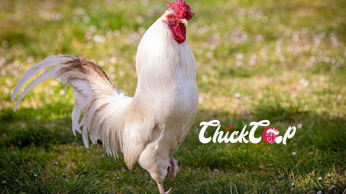 Redcap Chickens chickcoop blog