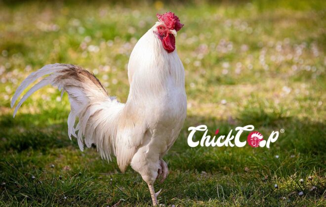 Redcap Chickens chickcoop blog
