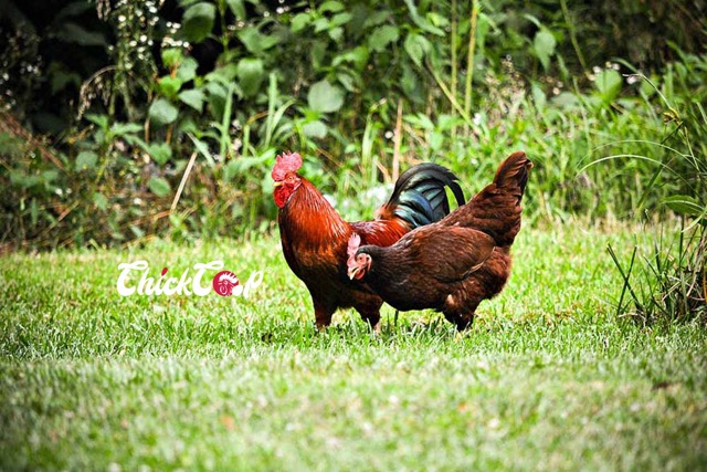 Rhode Island Red Medium
