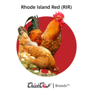 Rhode Island Red (RIR) Chicken Breed-ChickCoop