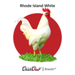 Rhode Island White-ChickCoop