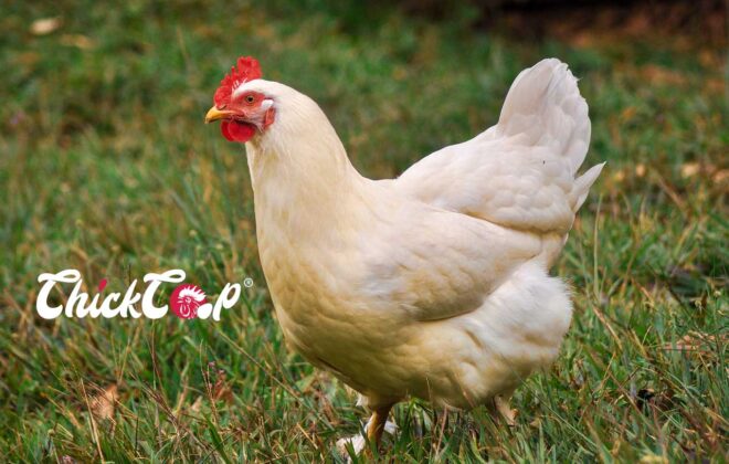 Rhode Island White hen chickcoop breed