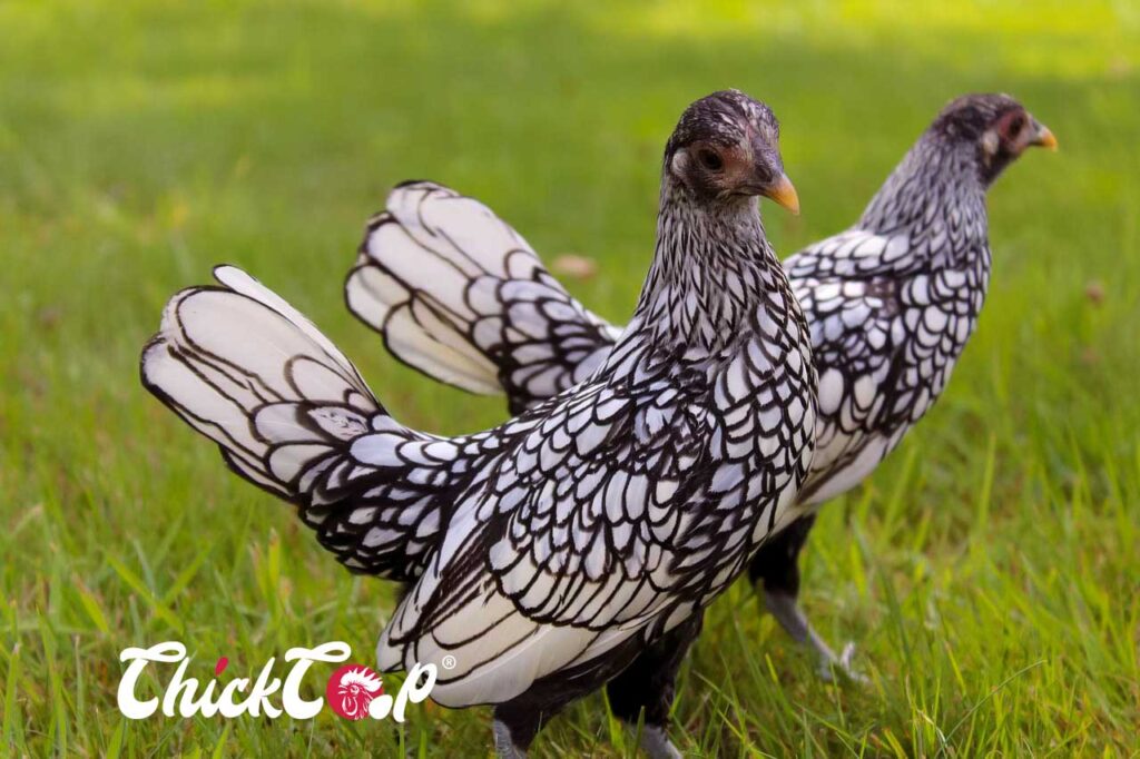 Sebright chickens-breed ChickCoop 3