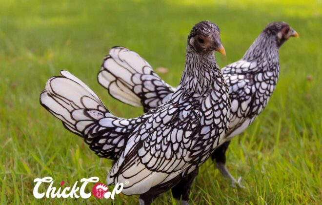 Sebright chickens-breed ChickCoop 3