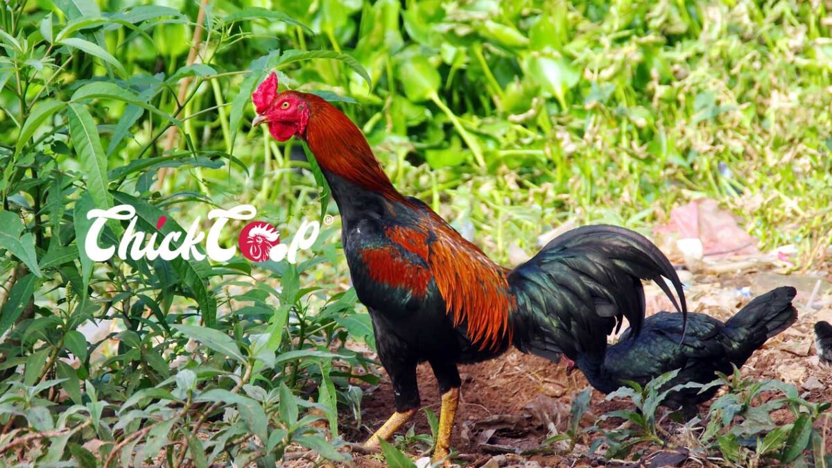 Shamo Chickens rooster-ChickCoop