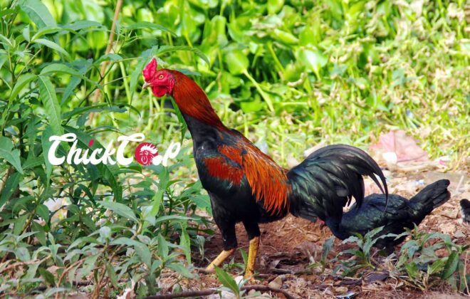 Shamo Chickens rooster-ChickCoop