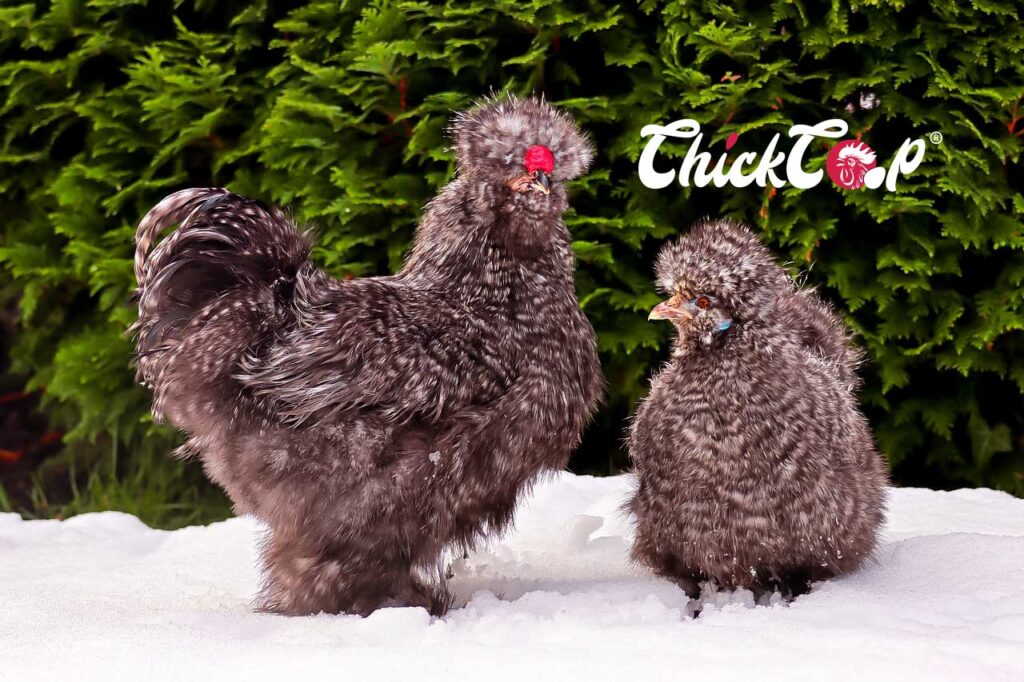 Silkie Chickens