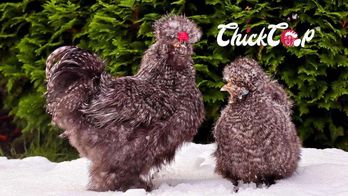 Silkie Chickens
