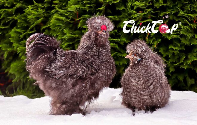 Silkie Chickens