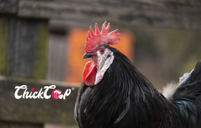 Spanish Rooster ChickCoop Breed 1