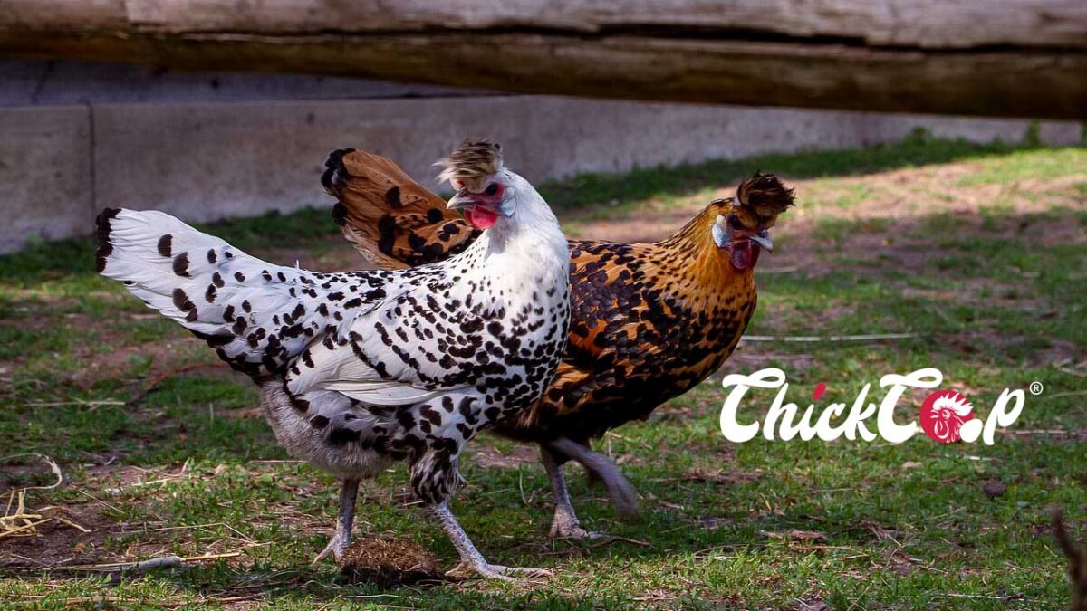 Spitzhauben chickens-ChickCoop Breed