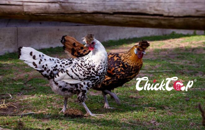 Spitzhauben chickens-ChickCoop Breed