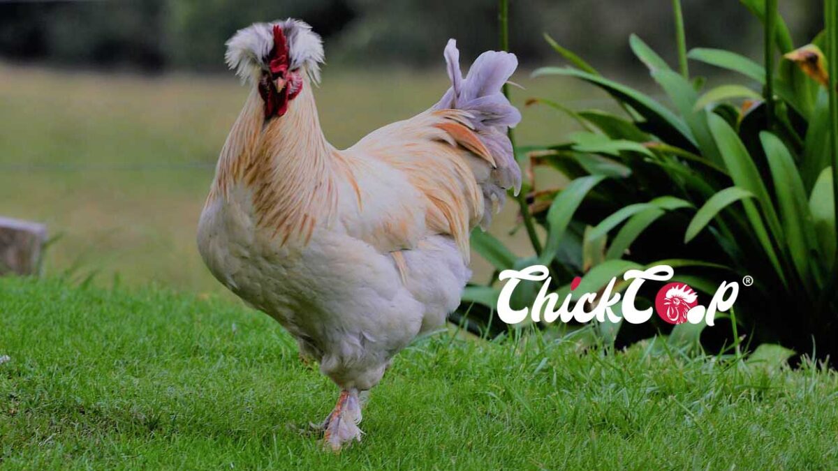 Sultan Chickens ChickCoop Breeds