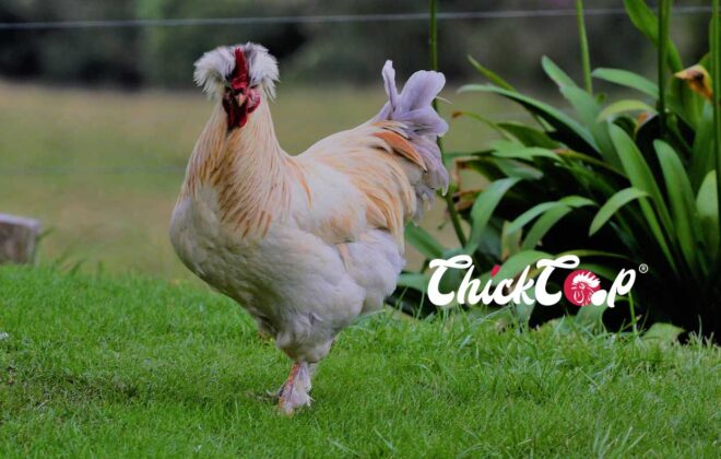 Sultan Chickens ChickCoop Breeds