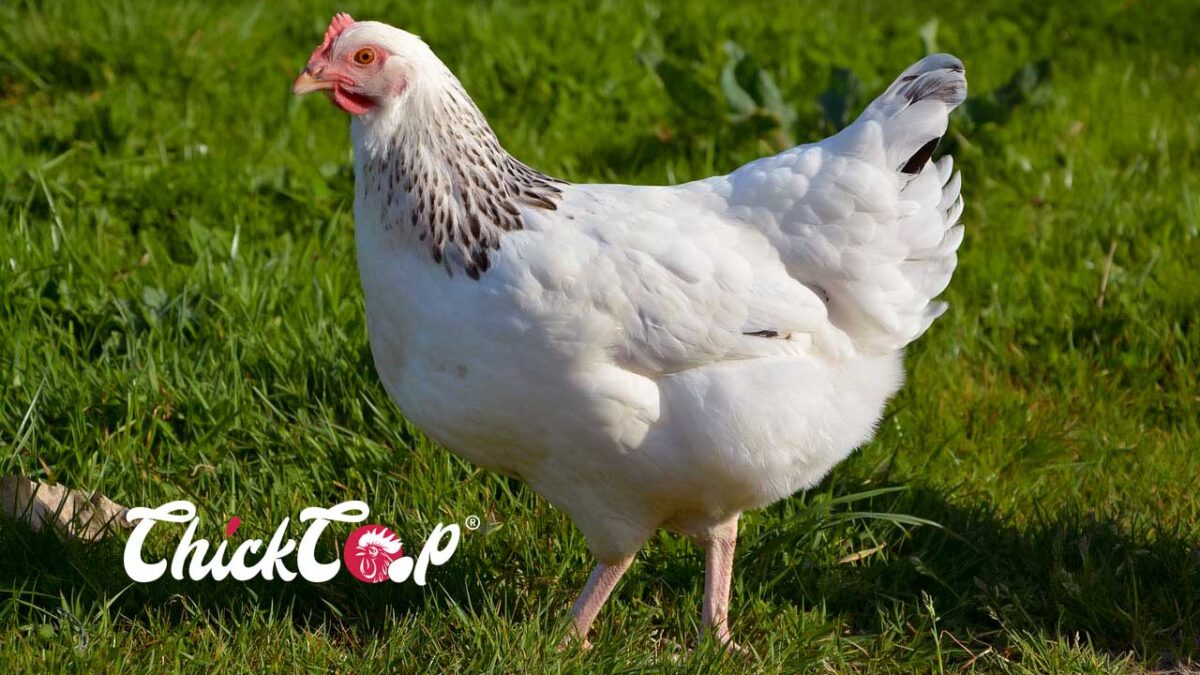 Sussex chicken