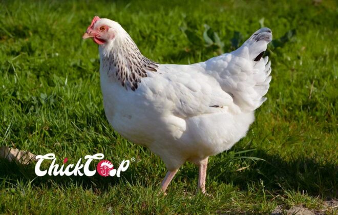 Sussex chicken