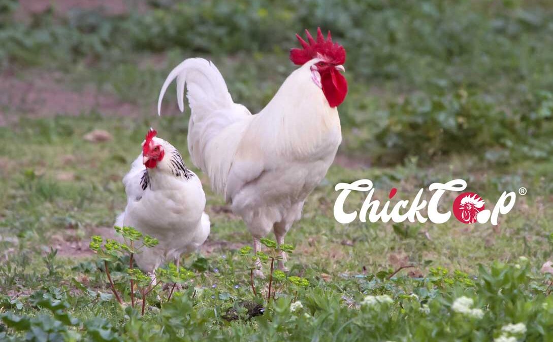 The Lamona Chicken
