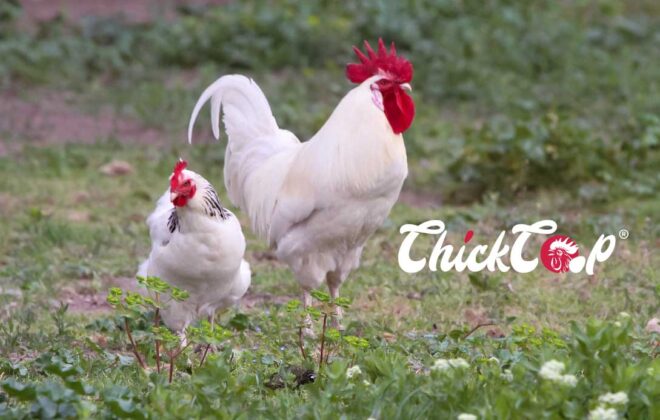 The Lamona Chicken