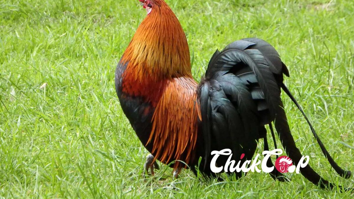 The Majestic Yokohama Chicken ChickCoop Breed