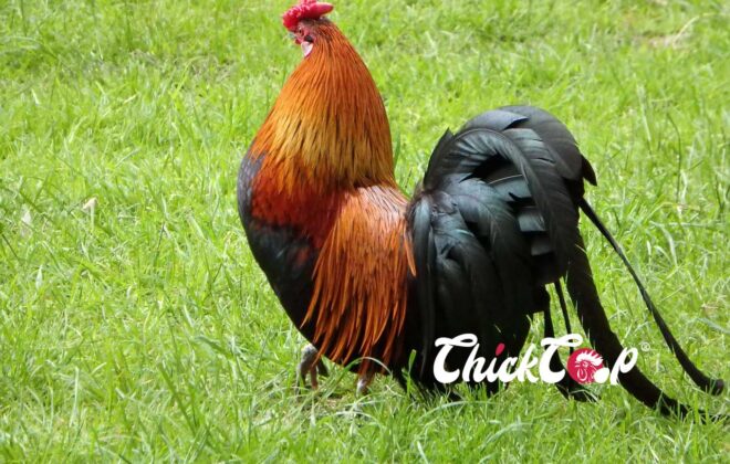 The Majestic Yokohama Chicken ChickCoop Breed