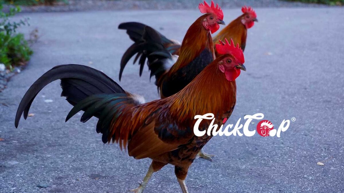 The Old English Game chicken breed