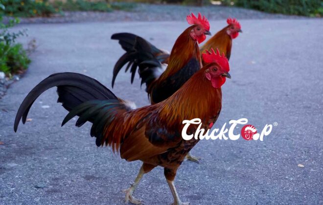 The Old English Game chicken breed