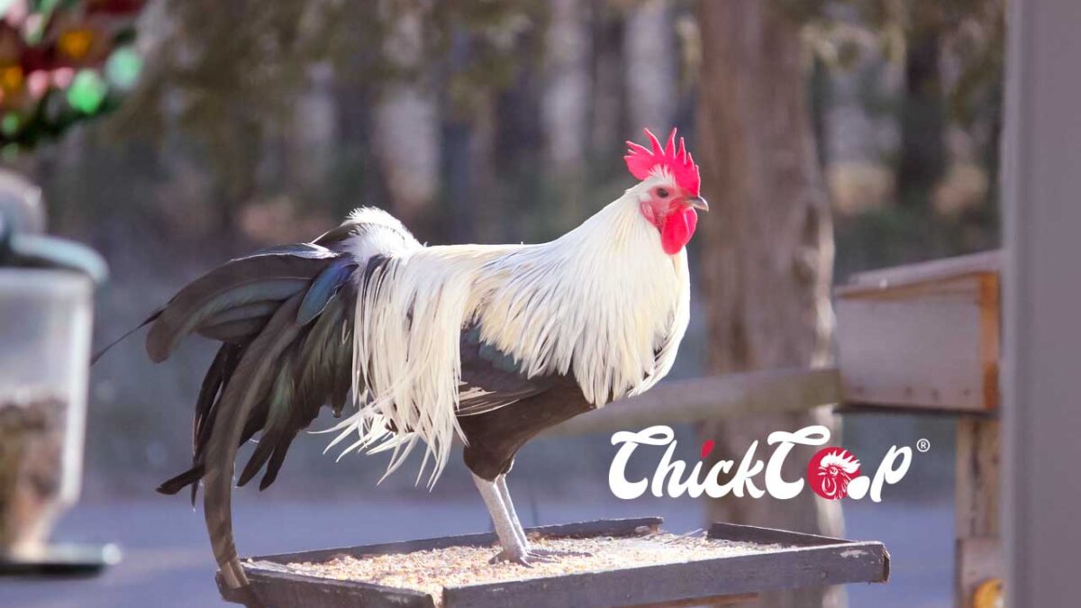 The Phoenix Chicken