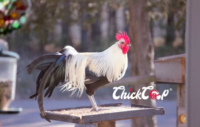 The Phoenix Chicken