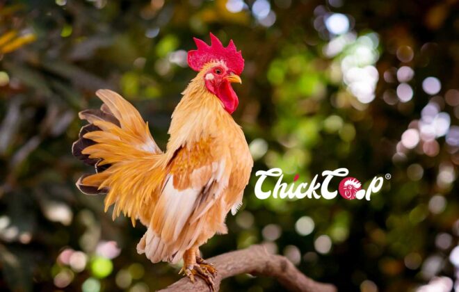 The Serama Chicken Blog