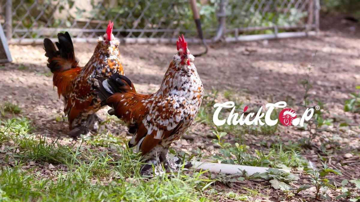 Understanding Landrace Chickens picture