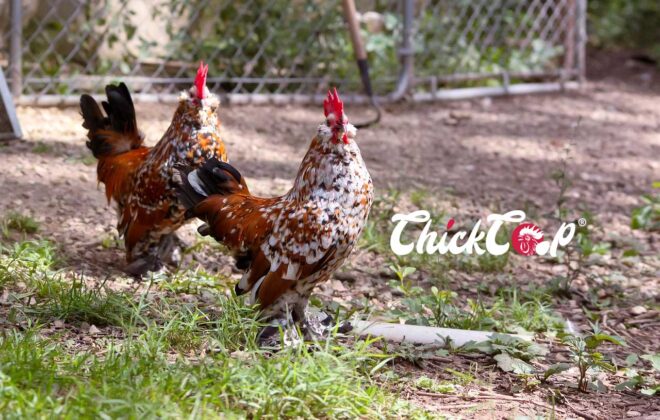 Understanding Landrace Chickens picture
