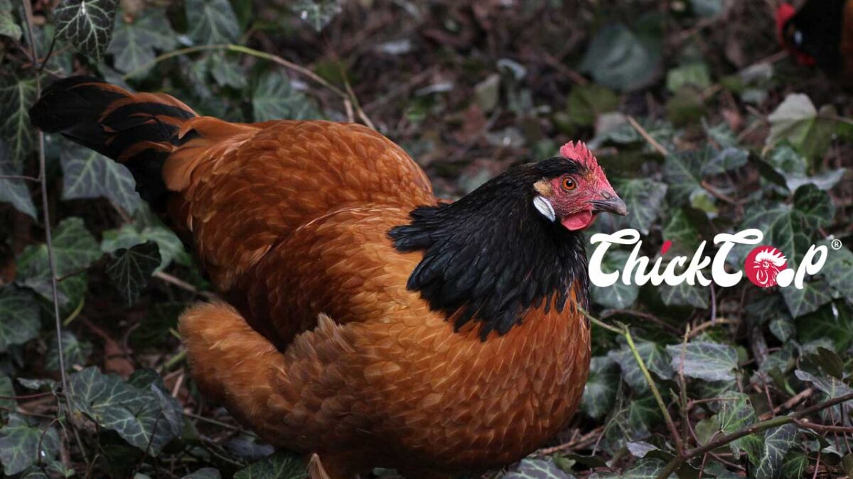 Vorwerk hen 4 ChickCoop Breeds