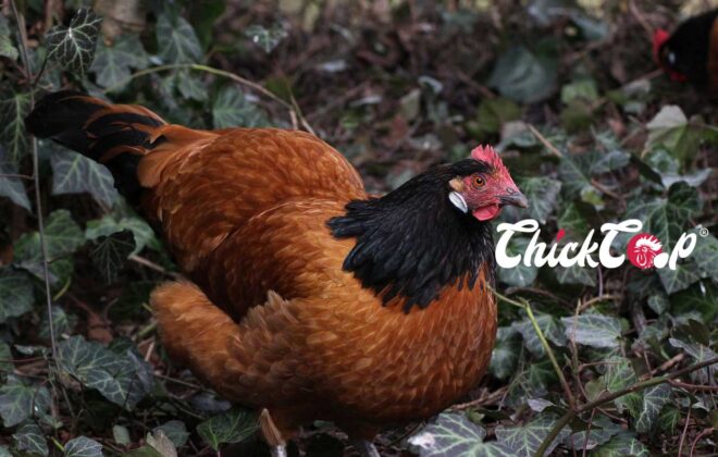 Vorwerk hen 4 ChickCoop Breeds