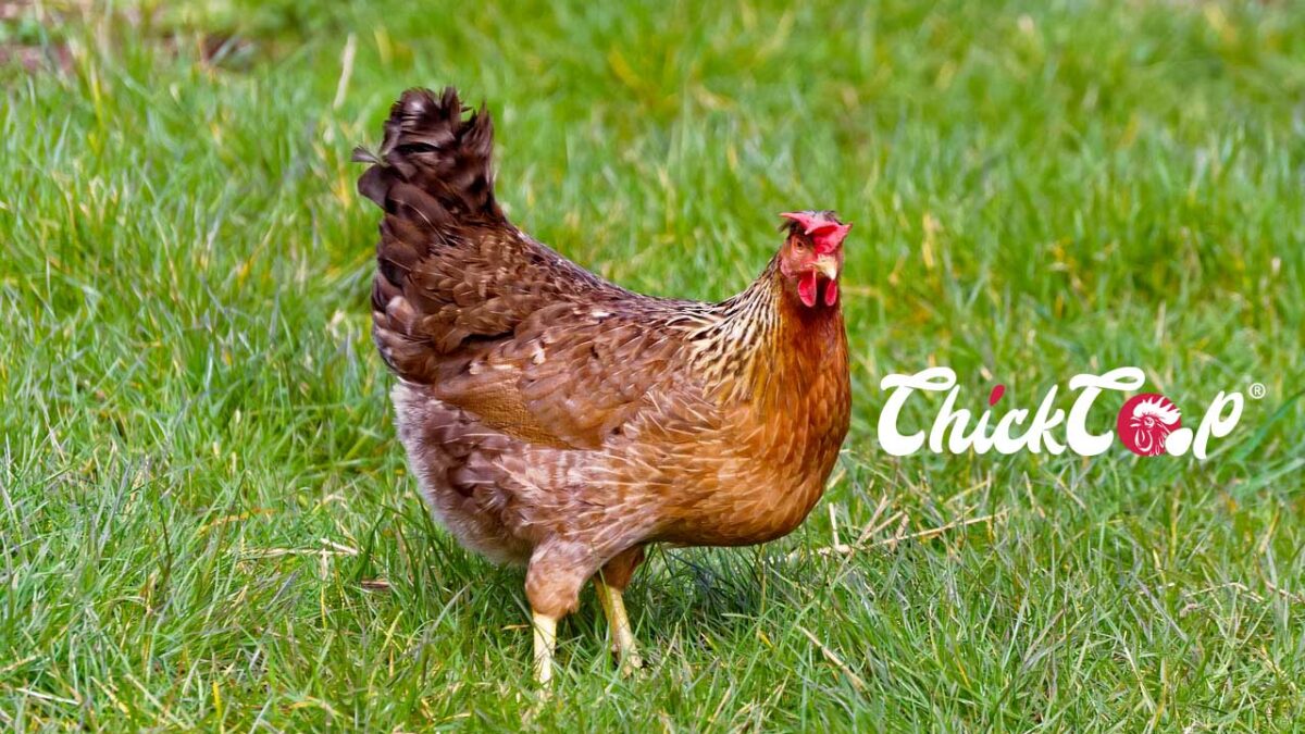 Welsumer Chickens ChikCoop Breeds
