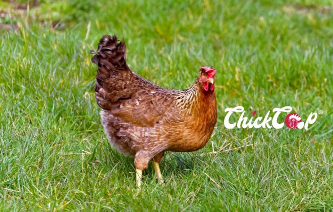 Welsumer Chickens ChikCoop Breeds