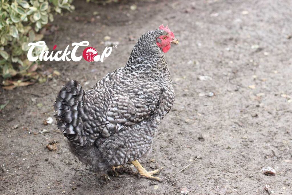 Dominique chicken