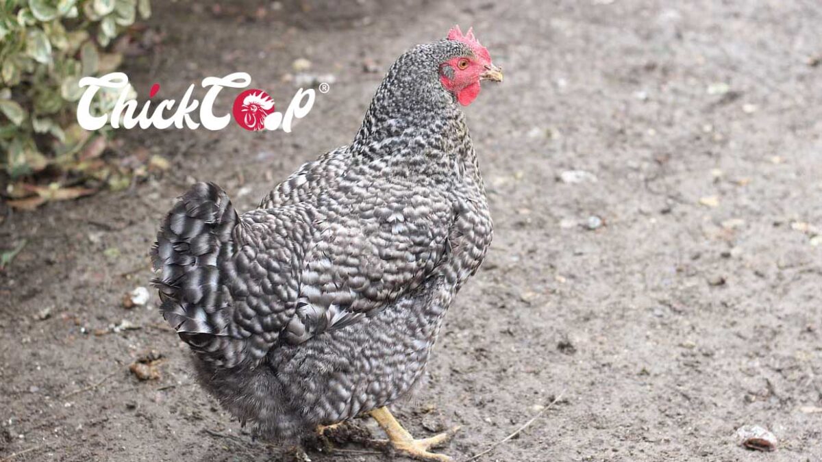 Dominique chicken
