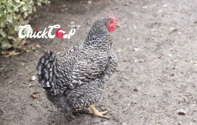 Dominique chicken
