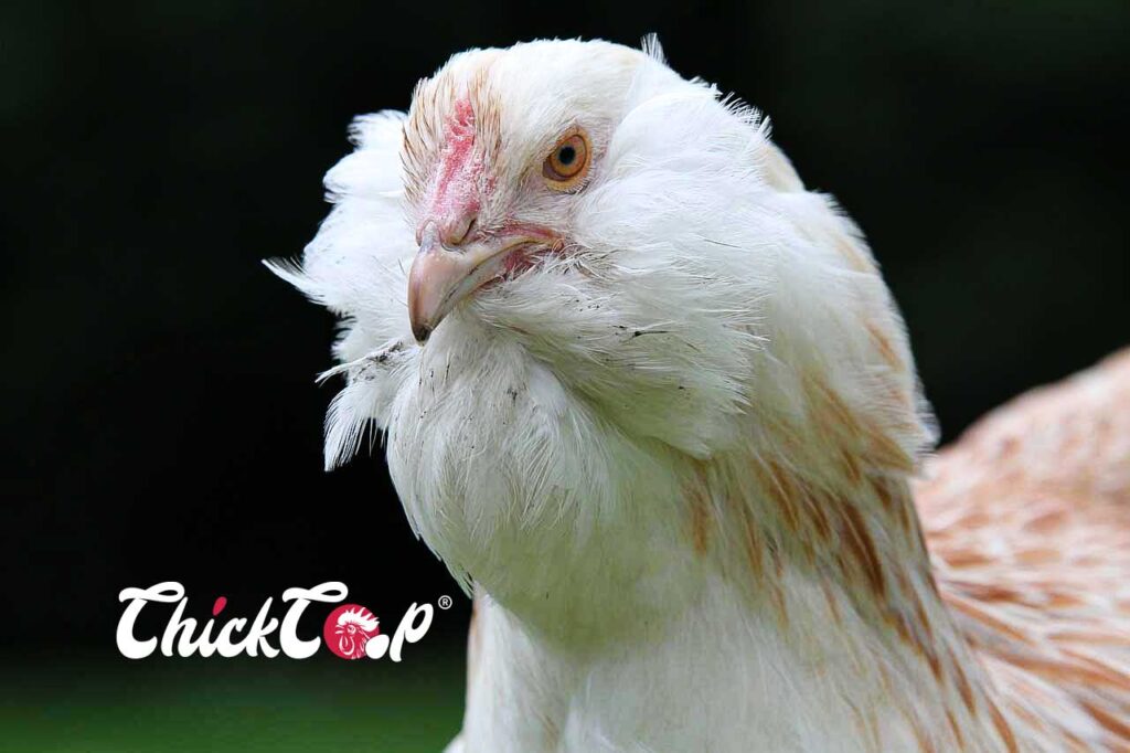 Araucana Chicken Gallina Mapuche Chile Poultry Breeds Araucanía Region Blue Egg-Laying Chicken South American Chickens Mapuche Chicken Breed Domestic Chicken Breeds Araucana Characteristics Rare Chicken Breeds Tufted and Rumpless Chicken Heritage Chicken Breeds Chilean Chicken Breed Egg-Laying Chickens Poultry Farming in Chile