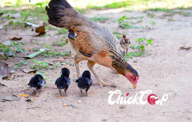 Aseel Chicken