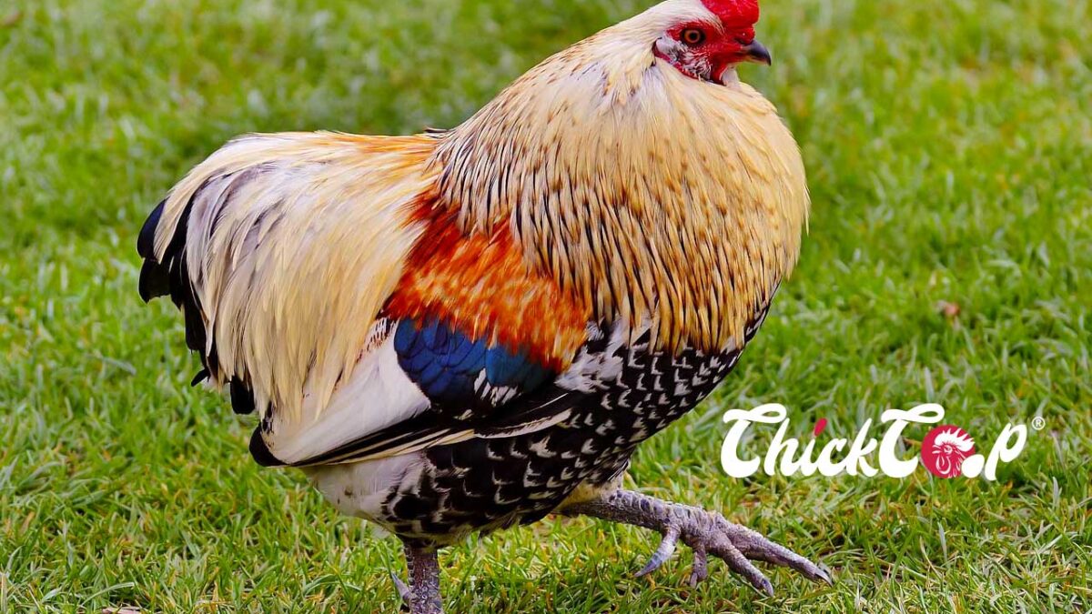 cochin rooster ChickCoop Blog