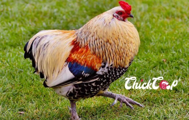 cochin rooster ChickCoop Blog