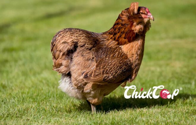 Araucana Hen