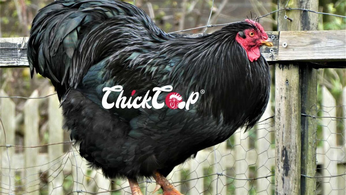 Australorp