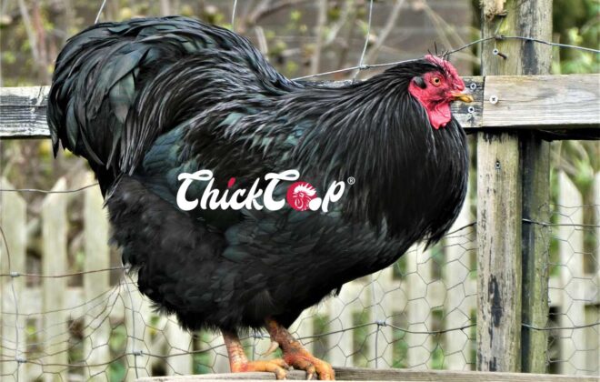 Australorp